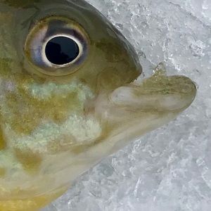 Meet your Posher, Zach